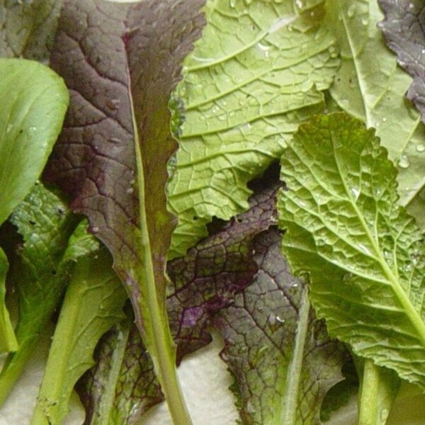 Melt Stored Fat: Lose 7kg in 7 Days with Mustard Greens