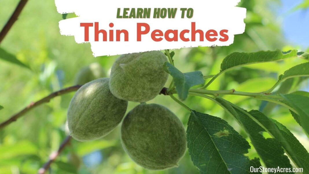 How to trim down fast — lose 6kg in 60 days with peach