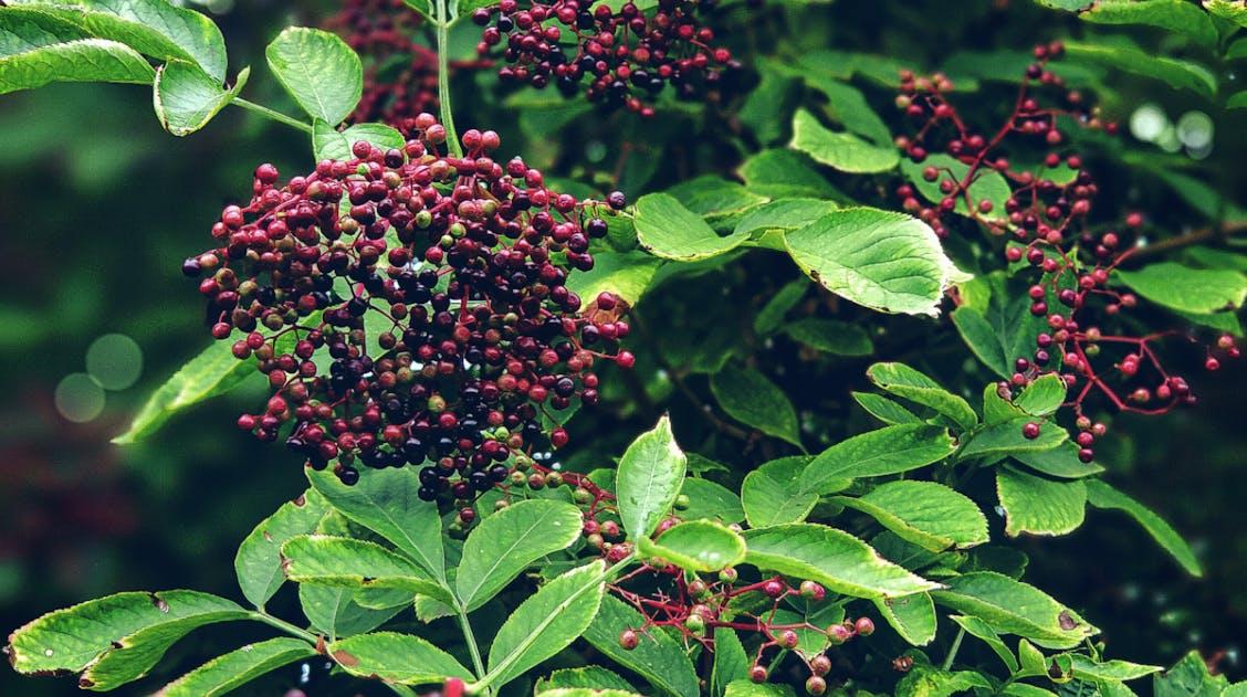 Scientific Evidence on Elderberry's Role in Metabolism and Fat Burning