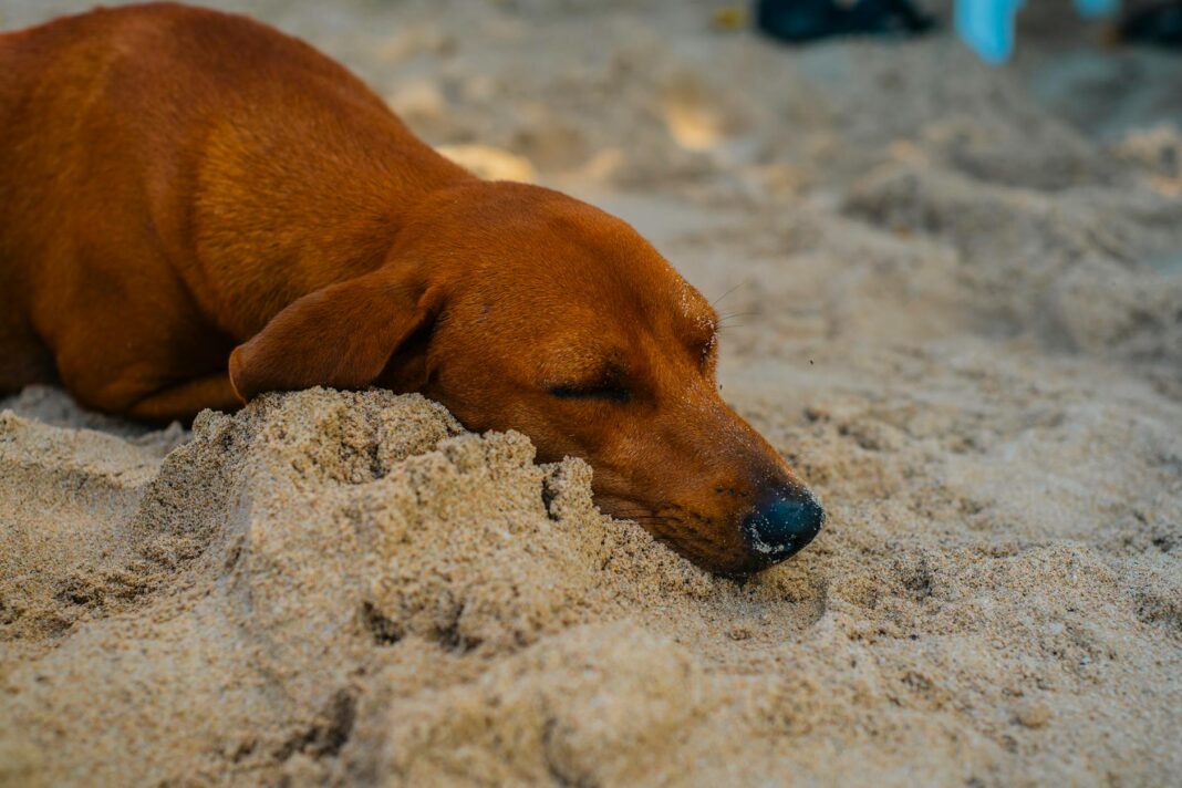 Peaceful brown dog sleeping on the sandy beach under sunlight.