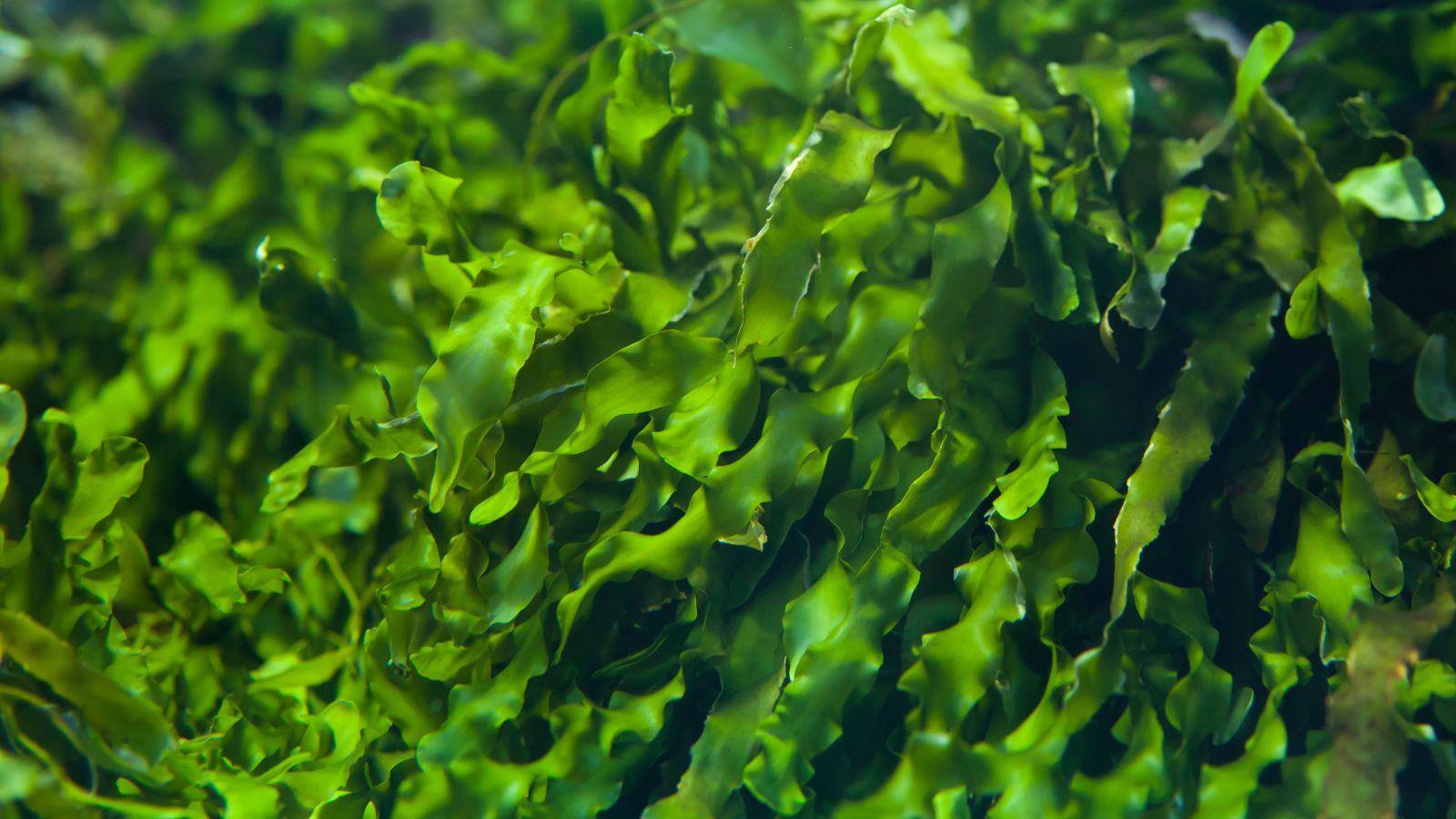 Potential Risks and Precautions When Using Seaweed for Fat Loss